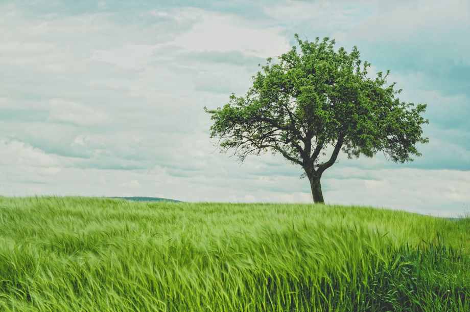 Quelles sont les techniques d’élagage des arbres ?