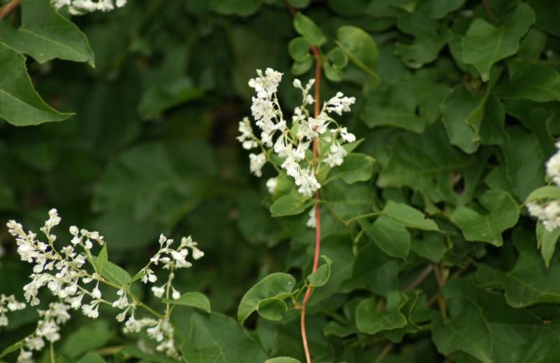 Quelles sont les mauvaises herbes ? 